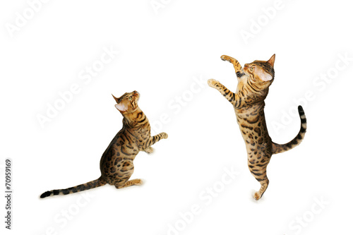 Fototapeta Naklejka Na Ścianę i Meble -  Bengal Katzen, Katzenpaar in aktion; in Bewegung