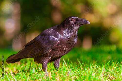 Черная птица ворон