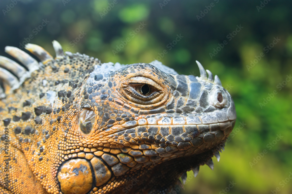 Green Iguana (Iguana Iguana), red form