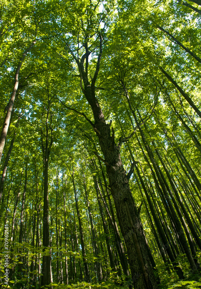 Fototapeta premium tall trees in forest