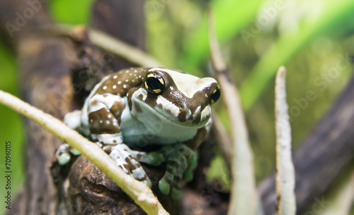 Amazon Milk Frog (Phrynohyas Resinifictrix)