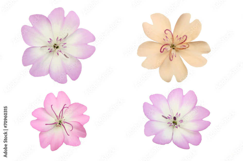 Pastel flowers