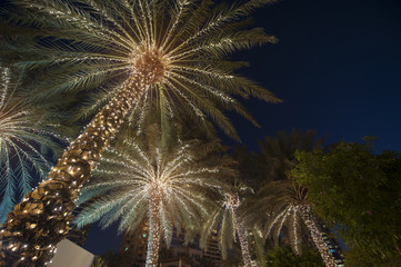 Wandcirkels Palmboom Kerstsfeer met palmboom en versiering  © timonko