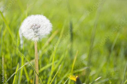 Dandelion on the grass © aitormmfoto