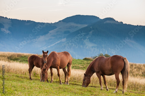 Mountain landscape with grazing horses