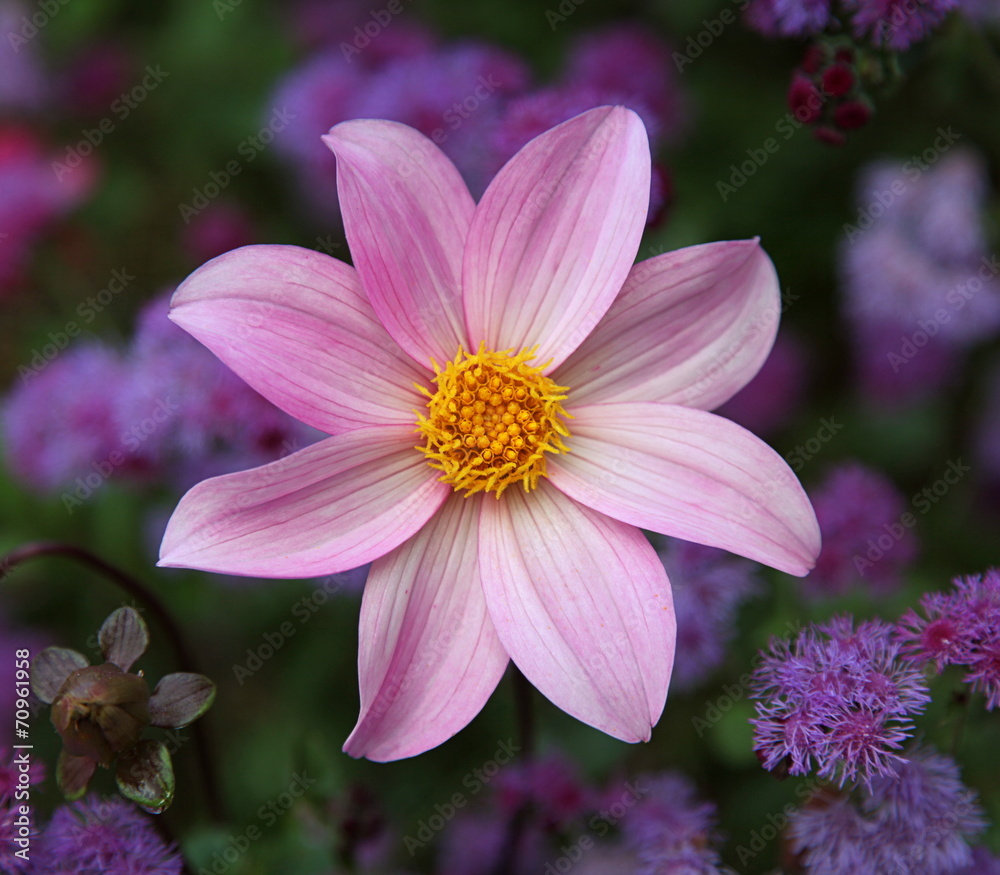 Fototapeta premium Zinnia dans les allées fleuries de Bourges.