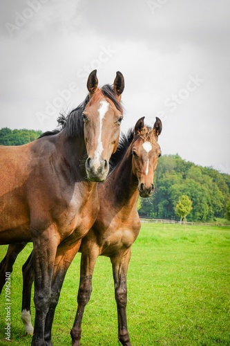 Zwei Pferde auf der Weide, Hochformat