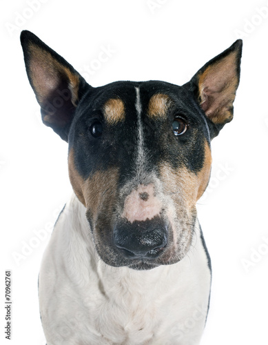 bull terrier