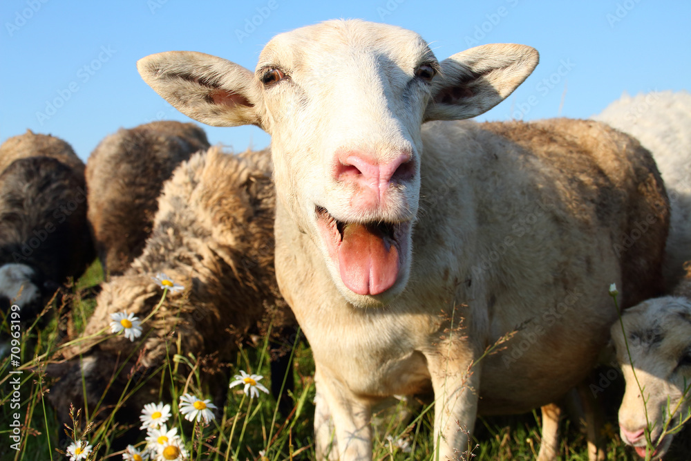 Merry sheep Merry sheep