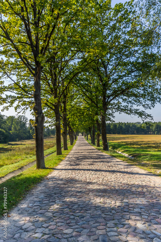 Obraz premium road with trees