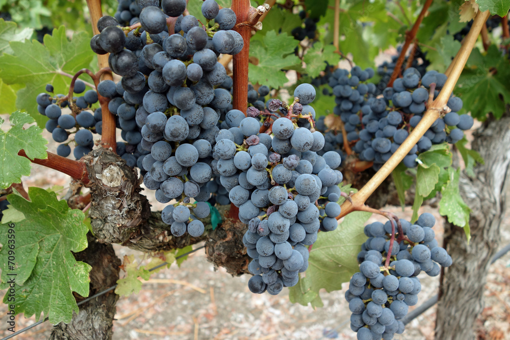 Fototapeta premium Healthy grape vines at harvest in Napa, California
