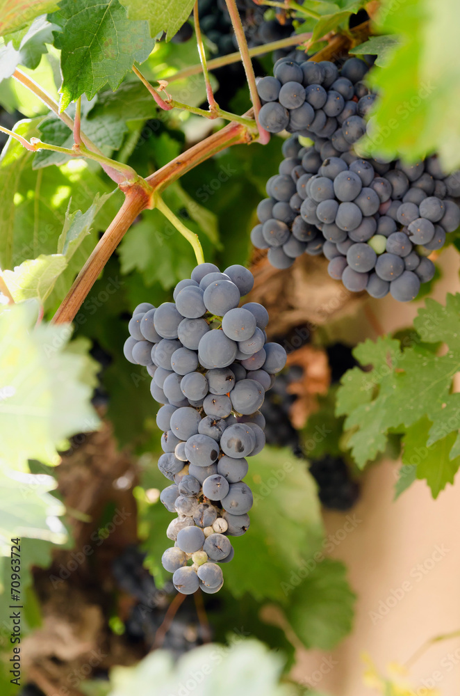 Vine with black grapes