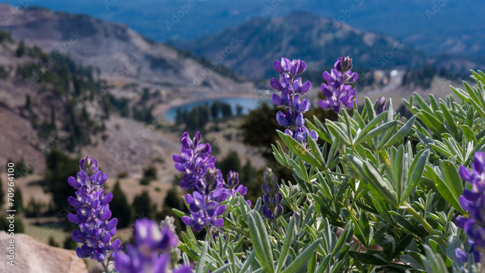 Flowers on Lassen peak trail