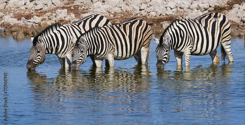 Three zebras drinking