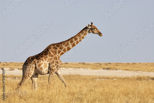 Giraffe walking in the savanna