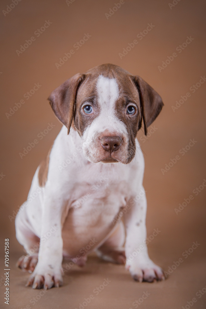 Pit bull puppy sweet Pit bull puppy sweet