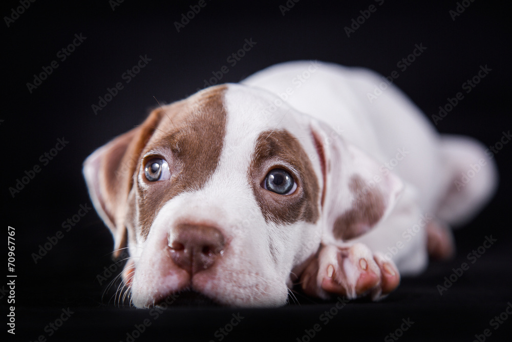 Pit bull puppy sweet