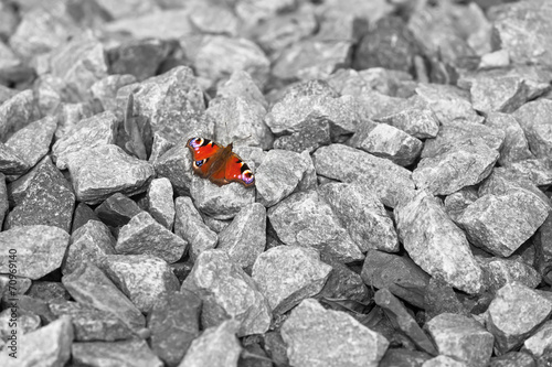 Butterfly of Hope
