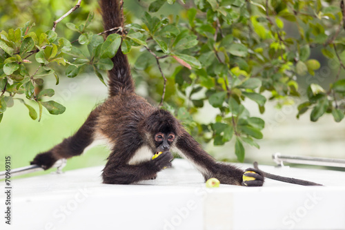 Photography Spider Monkey Eating Guava