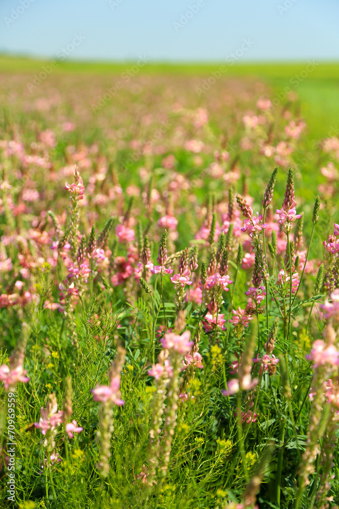 Naklejka premium Beautiful wild flowers in the field
