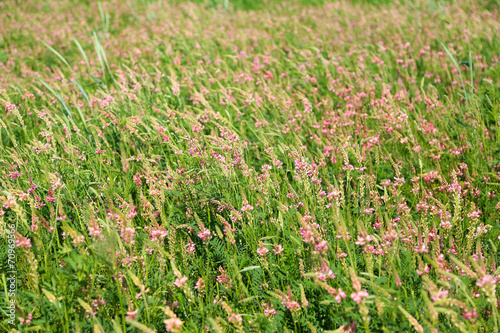 Beautiful wild flowers in the field