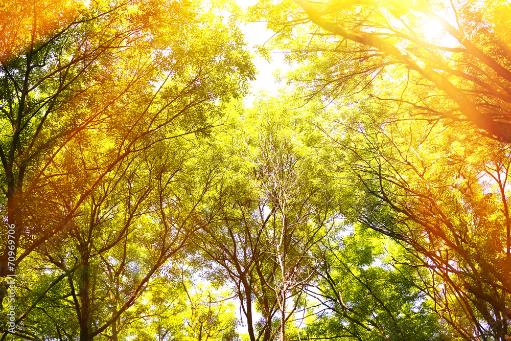 Obraz premium Beautiful trees in forest