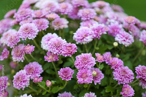 Lilac flowers close up