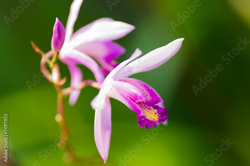 Bletilla formossa x striata, Orchidaceae