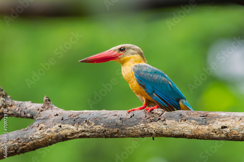 Close up of Stork-billed Kingfisher (Pelargopsis capensis)