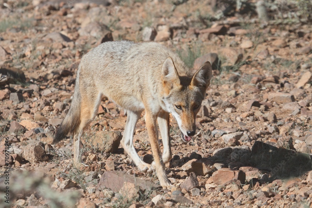 Western Coyote (Canis latrans)