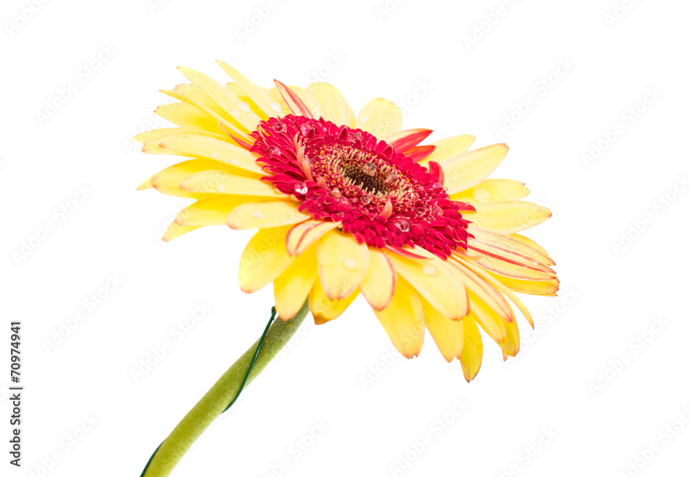 yellow red gerbera isolated