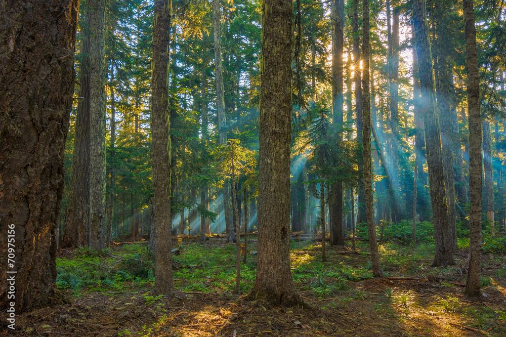 Sunrays shining through the morning mist.