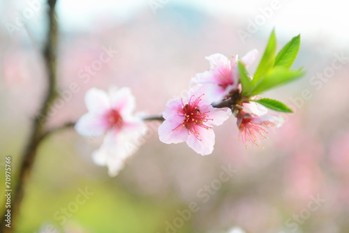 Rural landscape,Peach Blossom in moutainous area in shaoguan dis photo