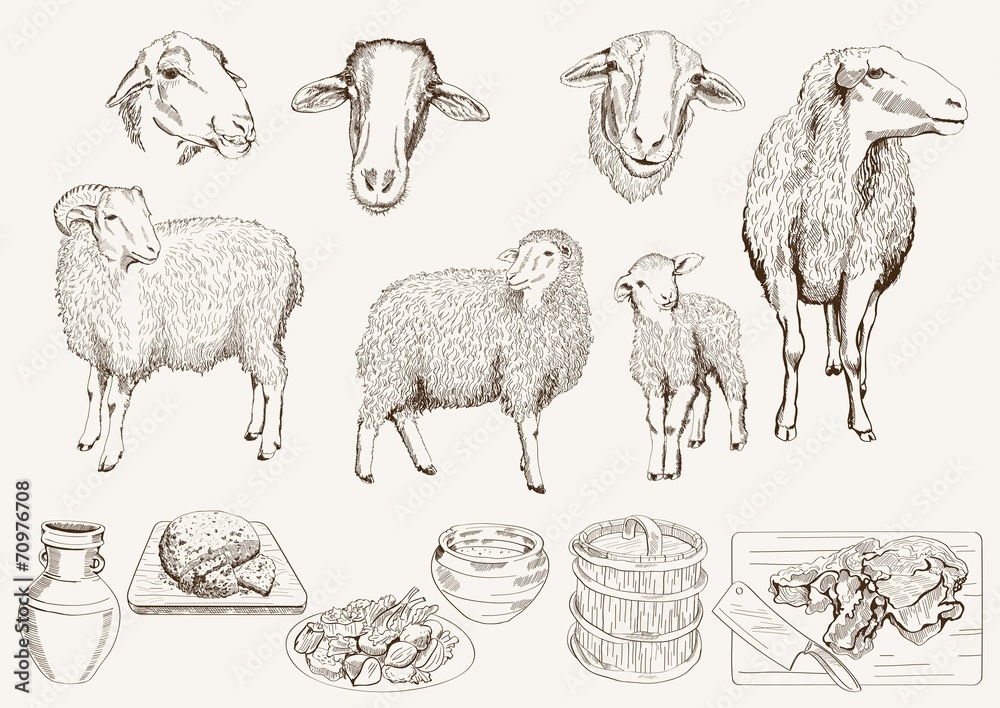 sheep breeding sheep breeding