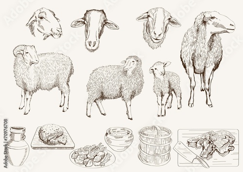 sheep breeding