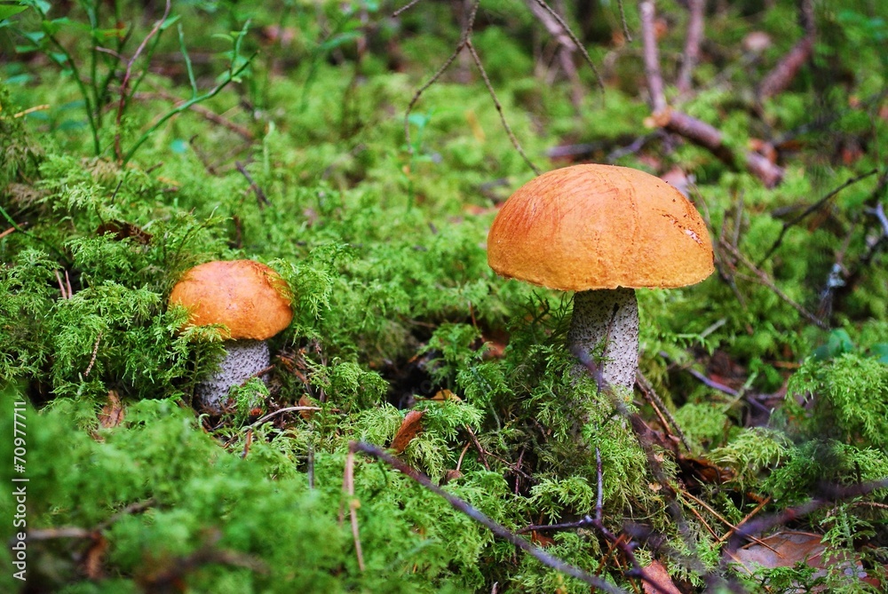 Orange-cap boletus growing in the forest Orange-cap boletus growing in the forest