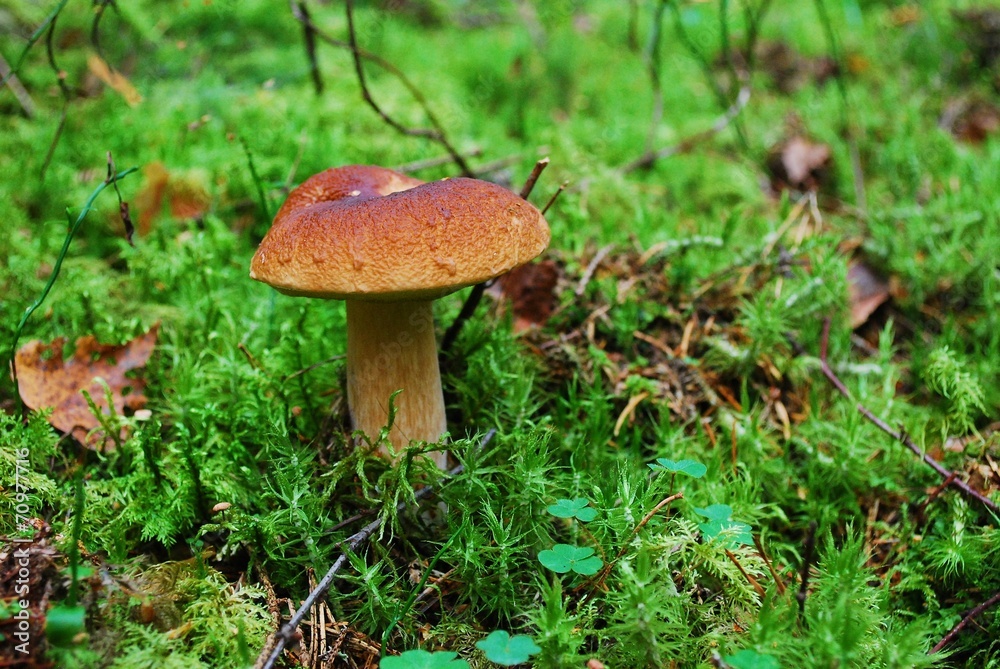 Cep Mushroom Growing in European Forest Cep Mushroom Growing in European Forest