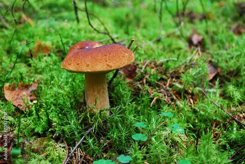 Cep Mushroom Growing in European Forest