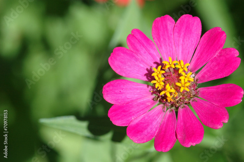 Zinnia elegans in field