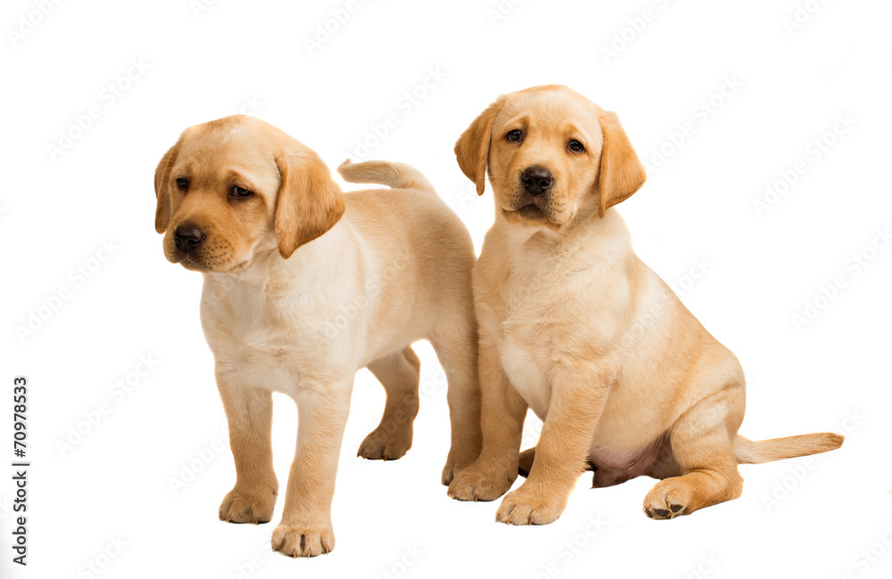 labrador puppy