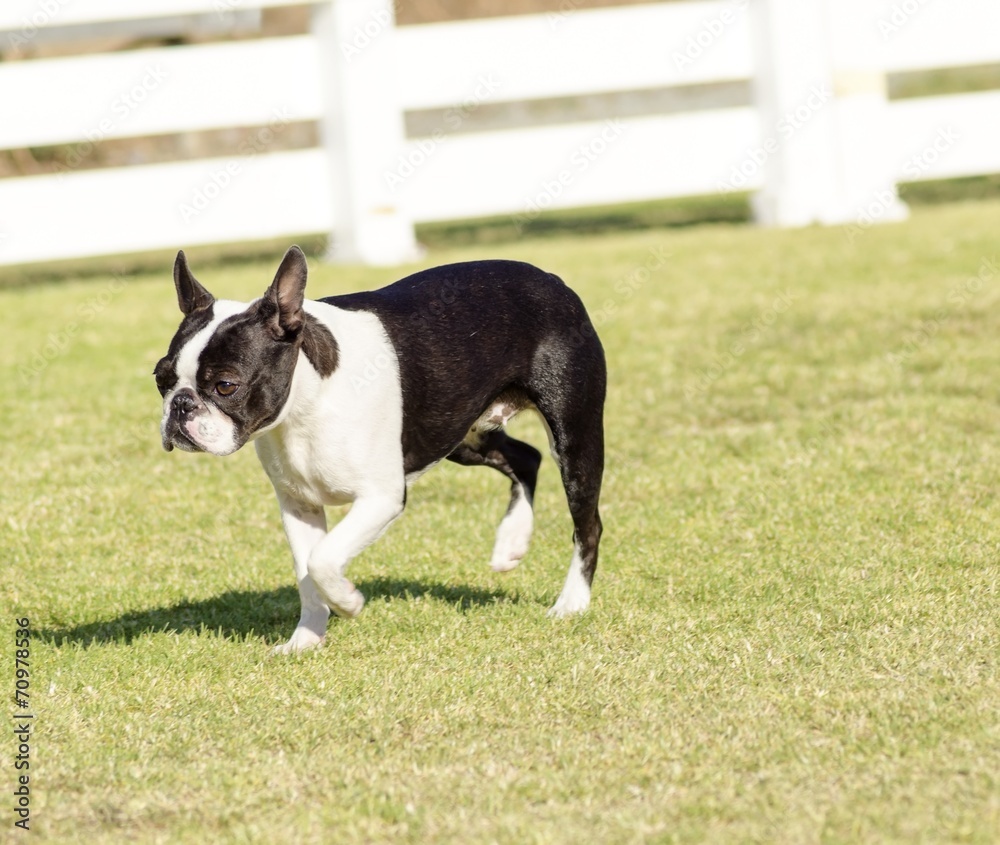 Boston terrier