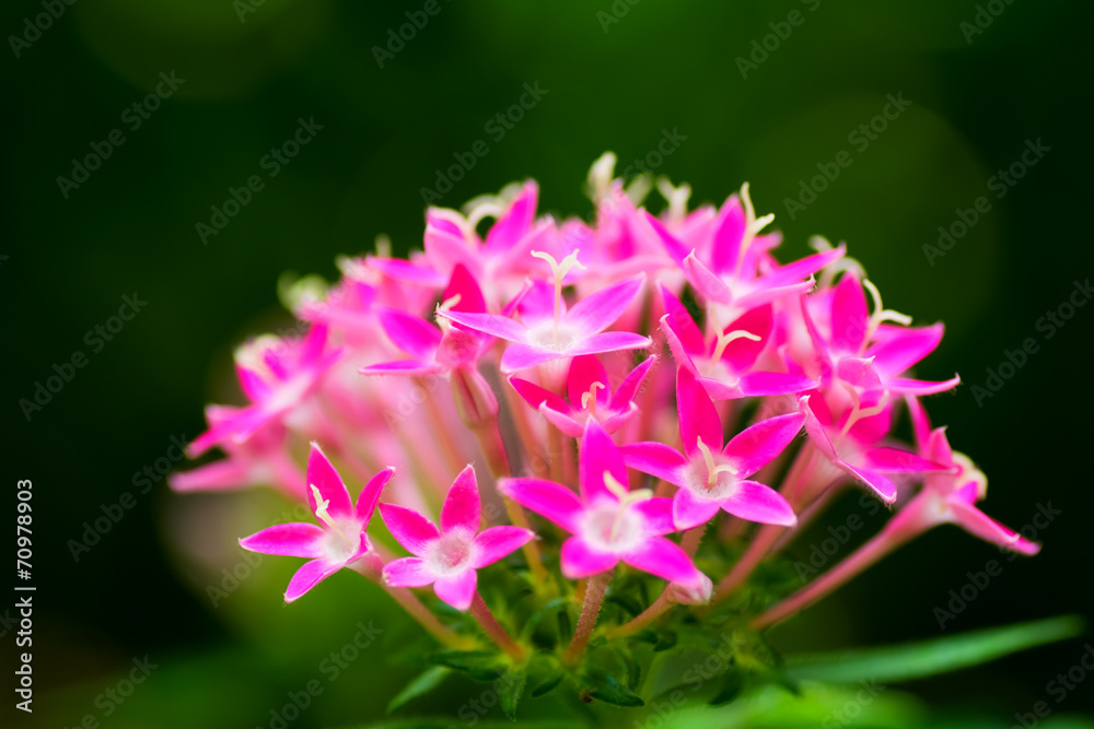 Red pentas flowers, pentasulfide Red pentas flowers, pentasulfide