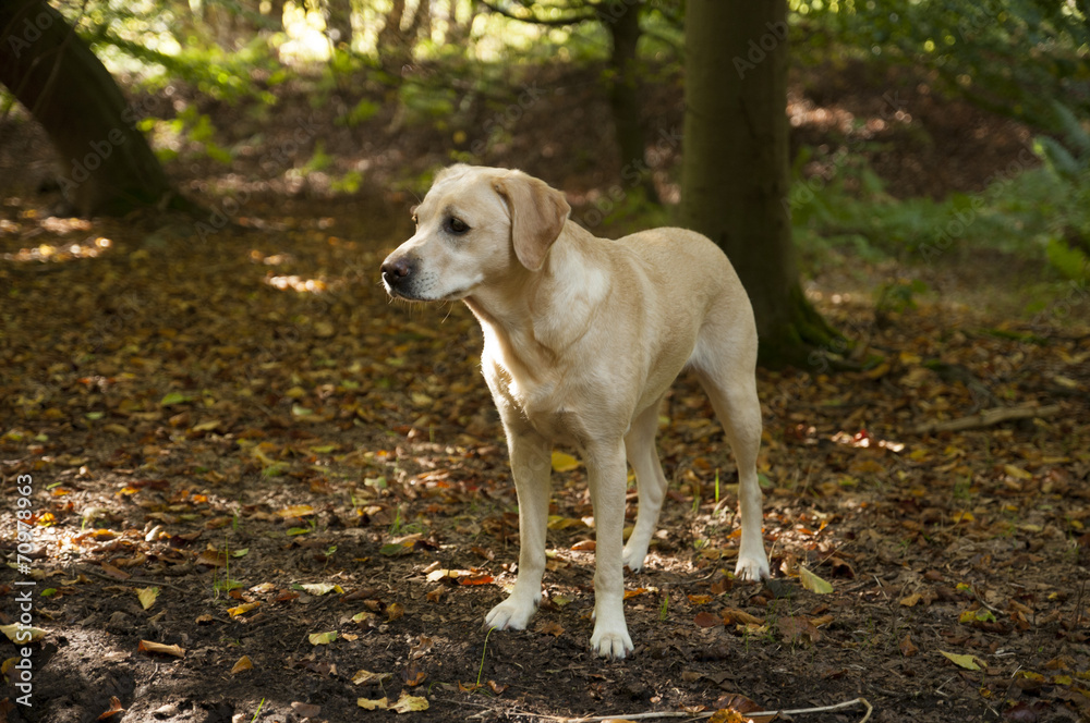 yellow lab yellow lab