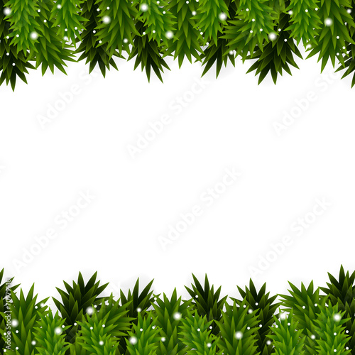 Christmas background with spruce branches photo