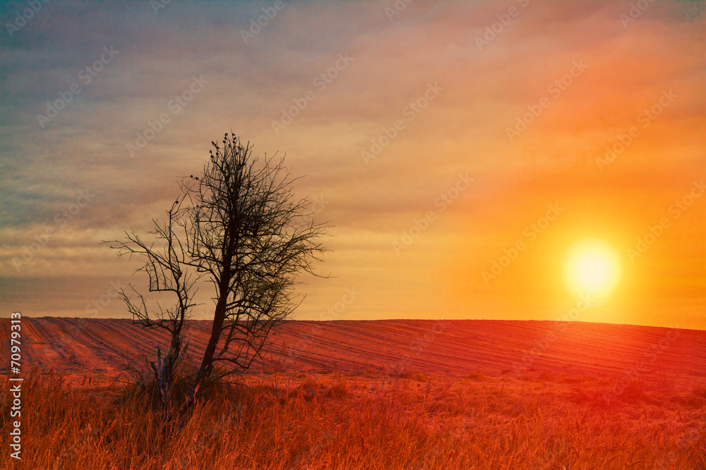 Rural landscape at sunset