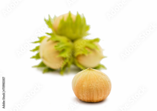 green hazel nut