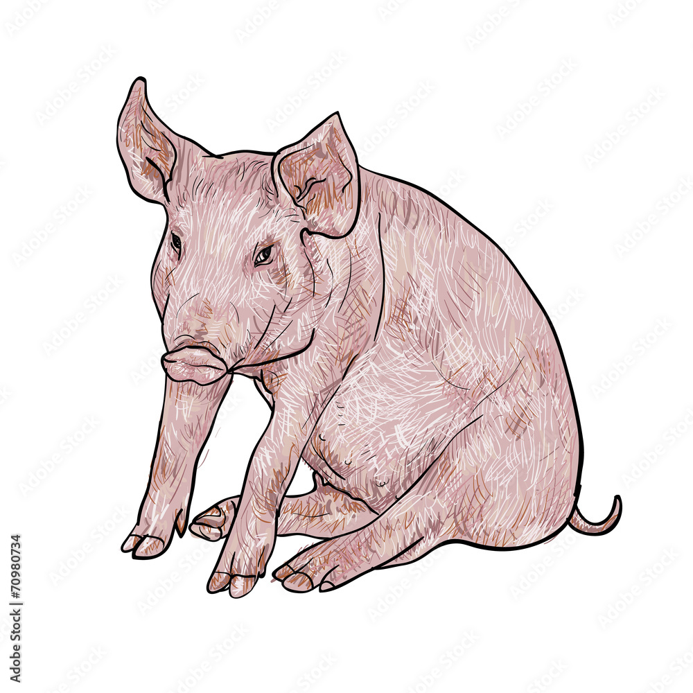 Obraz premium Drawing of pig
