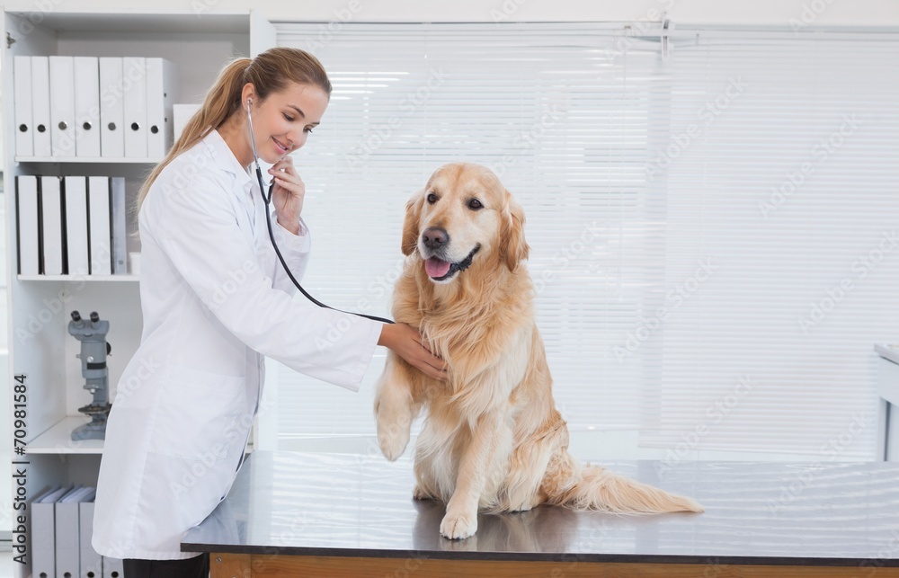 Happy vet giving a labrador a check up