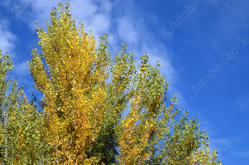 poplars in autumn