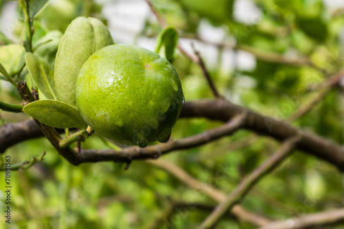 Wallpaper Mural Fresh green lime. Torontodigital.ca